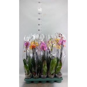 Phalaenopsis ...mix