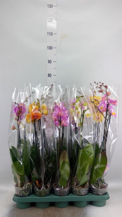 <h4>Phalaenopsis ...mix</h4>