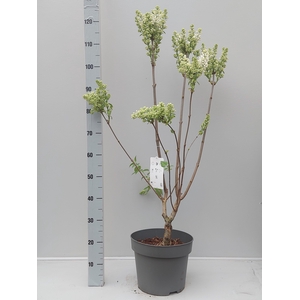 SYRI V MME F STEPMAN