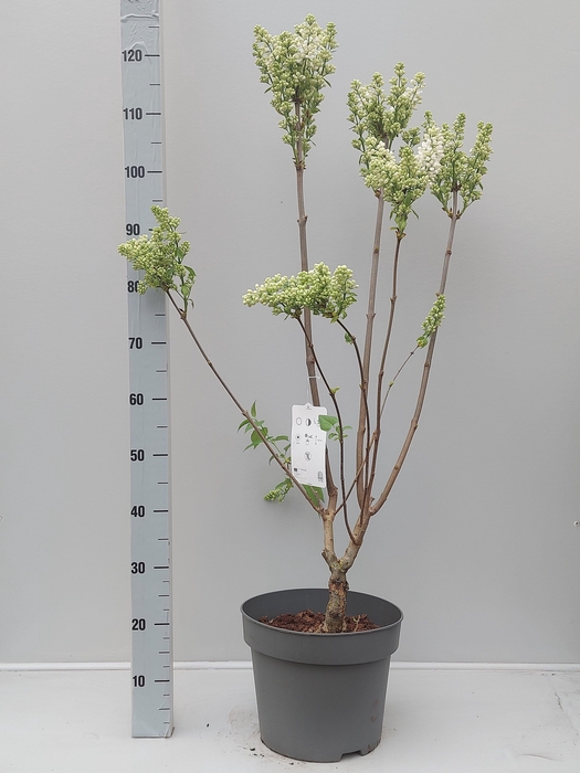 <h4>SYRI V MME F STEPMAN</h4>