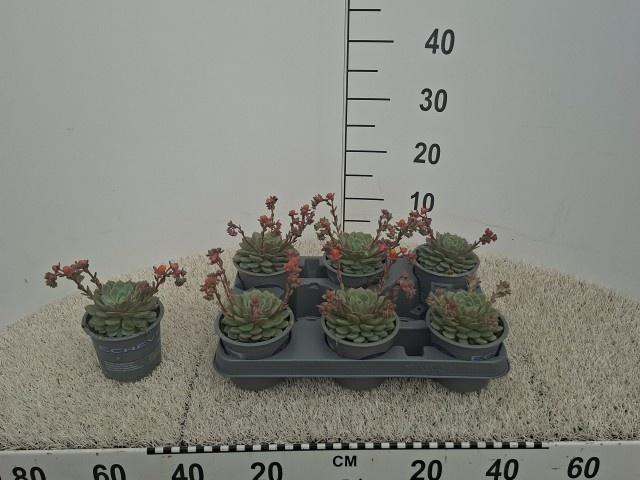 <h4>ECHEV DONDO</h4>