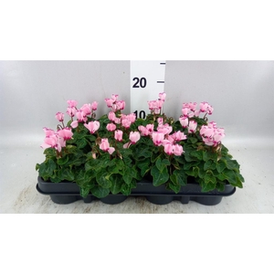 Cyclamen KL 'Verano Victoria'