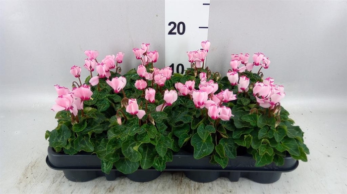<h4>Cyclamen KL 'Verano Victoria'</h4>
