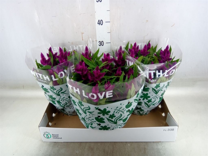<h4>Celosia arg. SP 'Intenz'</h4>