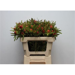 Leucad Cherry Pearl Spray