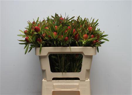 <h4>Leucad Cherry Pearl Spray</h4>