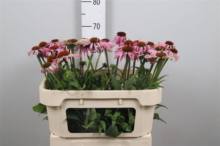 <h4>Echi Purpurea</h4>