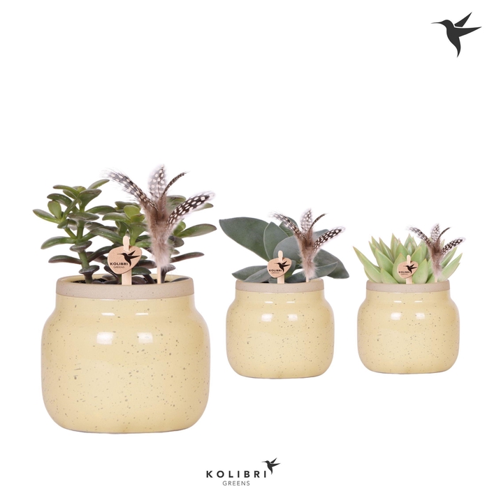 <h4>Kolibri Greens Succulenten mix in Vintage Bowl pot khaki with feather</h4>