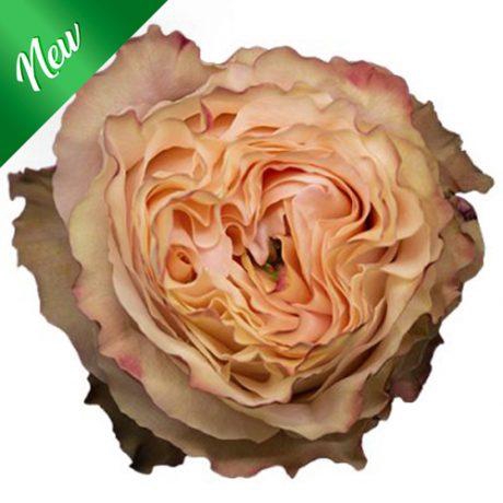 R Gr Princess Crown Peach 50cm EC