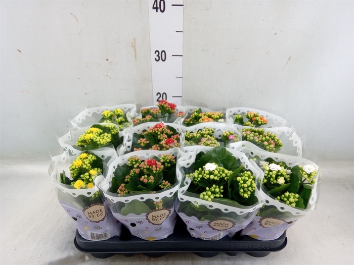 <h4>Kalanchoe blos.   ..rosebud mix  5</h4>