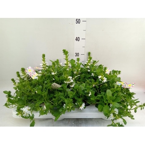 Scaevola aemula   ...