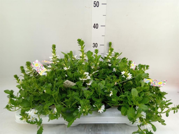<h4>Scaevola aemula   ...</h4>