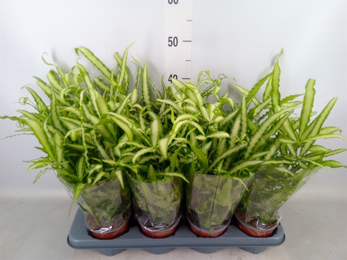 <h4>Pteris cretica 'Albolineata'</h4>