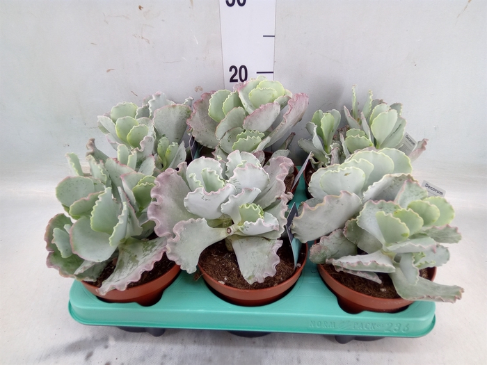 <h4>Cotyledon undulata</h4>