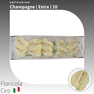 Anthurium Champagne | Extra