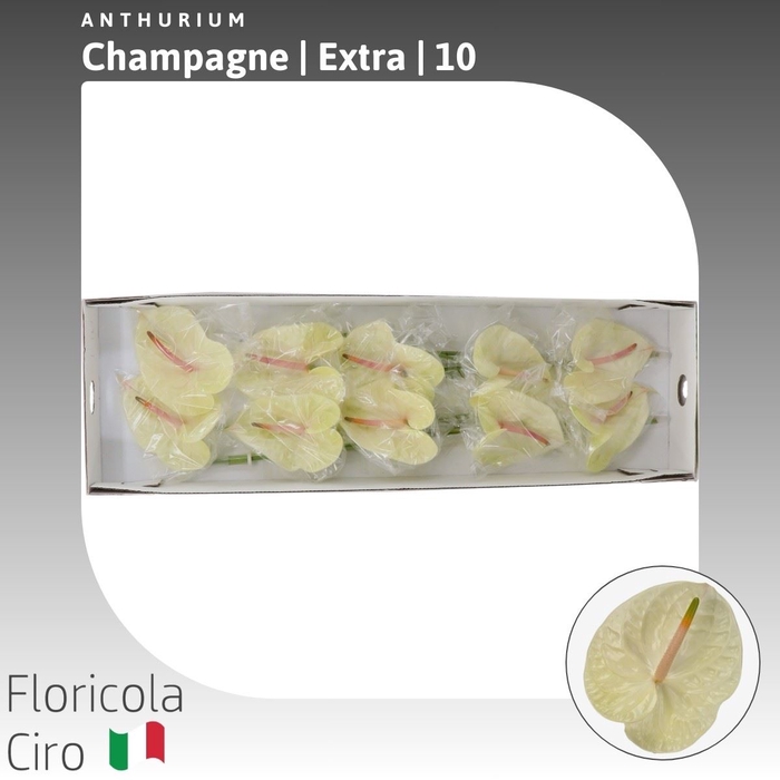 Anthurium Champagne | Extra