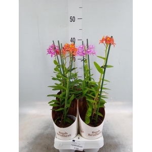 Epidendrum   ...