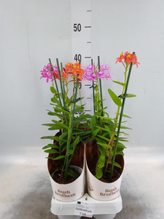 <h4>Epidendrum   ...</h4>