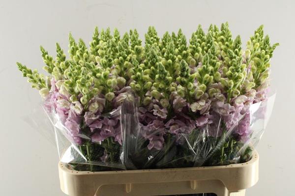 <h4>Antir Maryland Lavendel Vis</h4>
