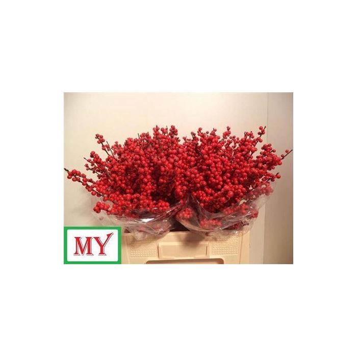 <h4>Ilex Ve Rode Bes</h4>