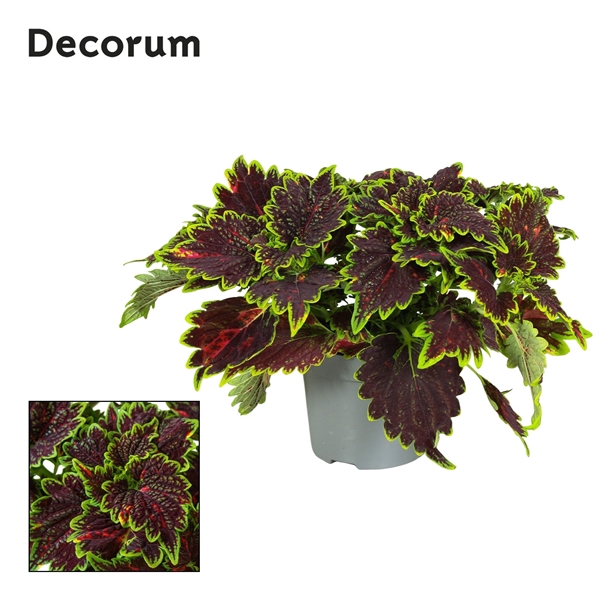 <h4>Coleus Bourbon Street Decorum</h4>