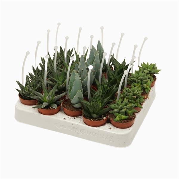 <h4>Aloë/Haworthia mix 5,5 cm met picker</h4>