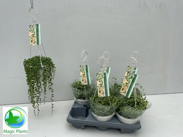 <h4>SENEC ROWLEYANUS</h4>