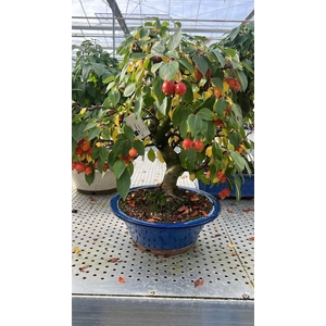 Malus domestica, pot 34 cm., height 60cm. (single item)