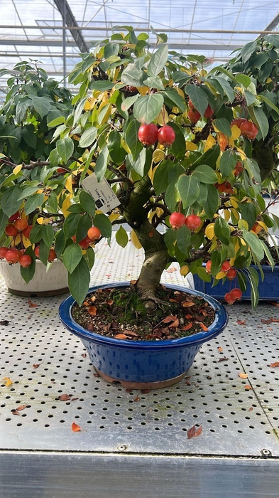 <h4>Malus domestica, pot 34 cm., height 60cm. (single item)</h4>