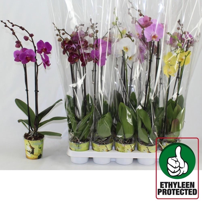 <h4>PHAL GEM 6 KL</h4>