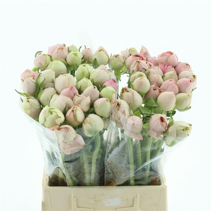 <h4>Ran Su Grand Pastel Extra</h4>