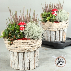 ARR TUINPLANTEN