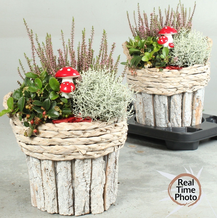 <h4>ARR TUINPLANTEN</h4>