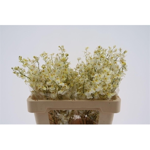 Oncidium Summer Snow M