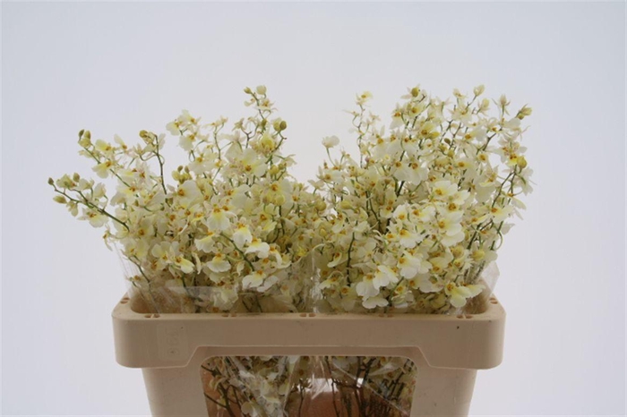 <h4>Oncidium Summer Snow M</h4>