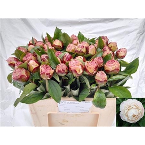 PAEO L GARDENIA