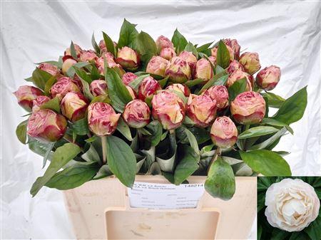 <h4>PAEO L GARDENIA</h4>