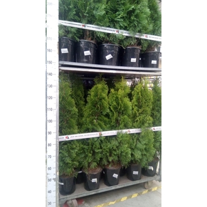 Thuja occid. 'Smaragd'