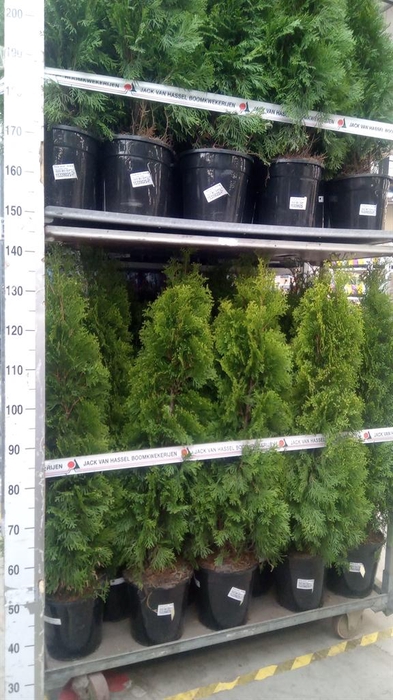 <h4>Thuja occid. 'Smaragd'</h4>