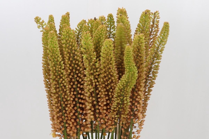 <h4>Eremurus Emmy Ro</h4>
