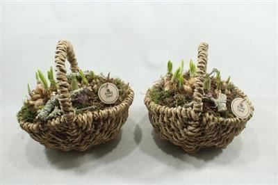 <h4>6159 TASMAND BM</h4>