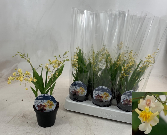<h4>ONCIDIUM OV</h4>