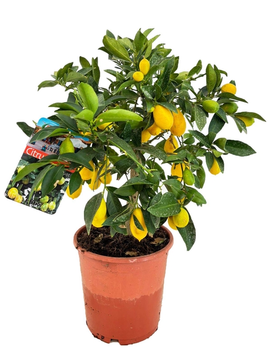 <h4>Citrus limequat</h4>