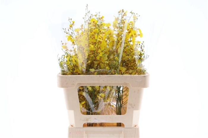 <h4>Onc Golden Wish S</h4>