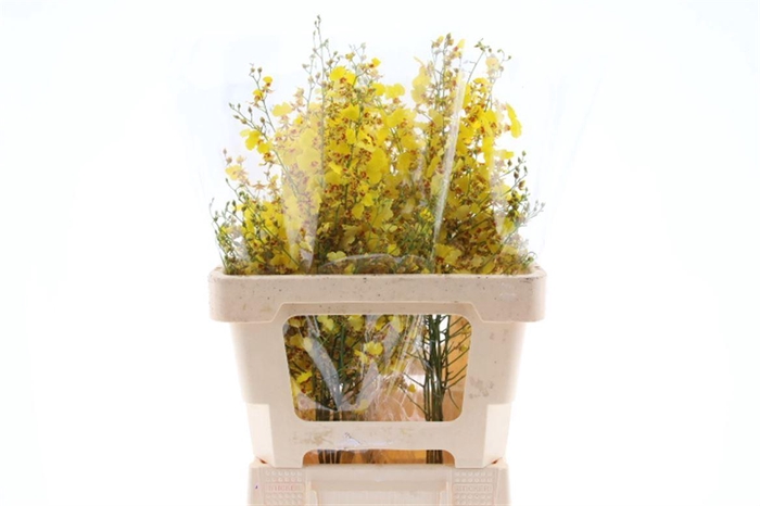 <h4>Onc Golden Wish S</h4>