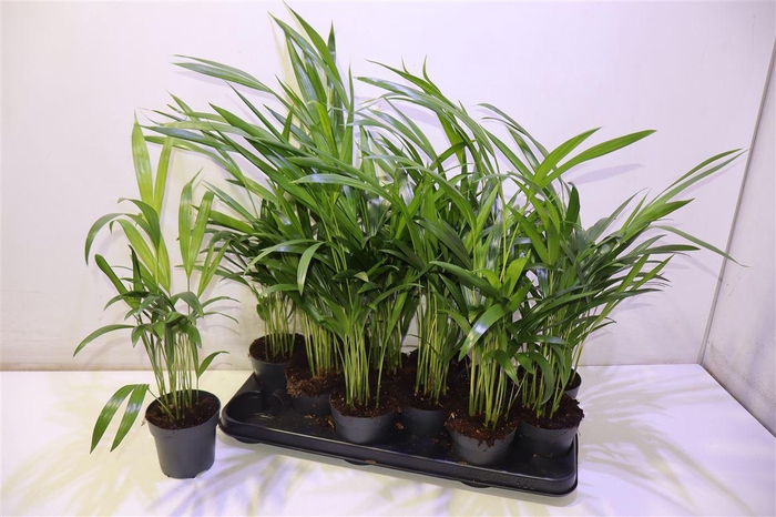 <h4>Dypsis Lutescens</h4>