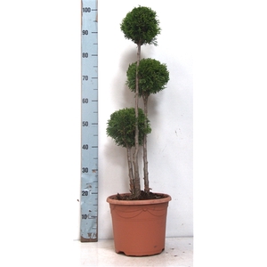 Thuja oc. Smaragd, Multibol 70-90 cm -7.5 liter deco