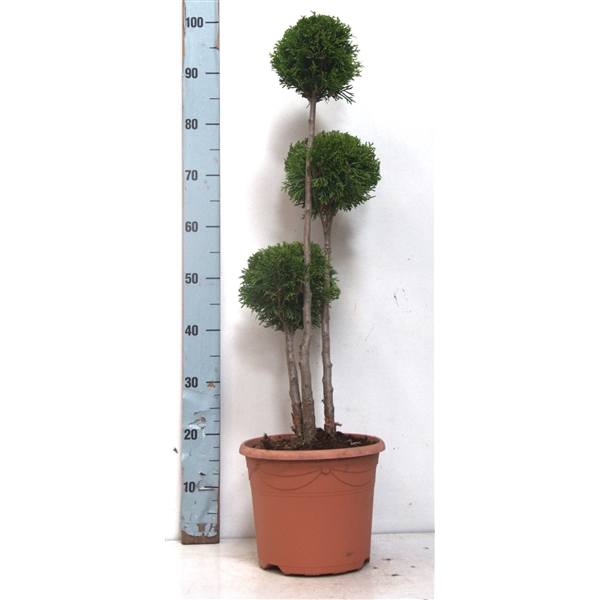 <h4>Thuja oc. Smaragd, Multibol 70-90 cm -7.5 liter deco</h4>