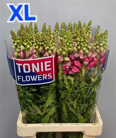 <h4>Antir Avignon C Rose</h4>