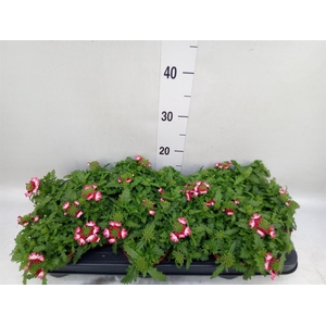 Verbena  'Magelana Pink Swirl'